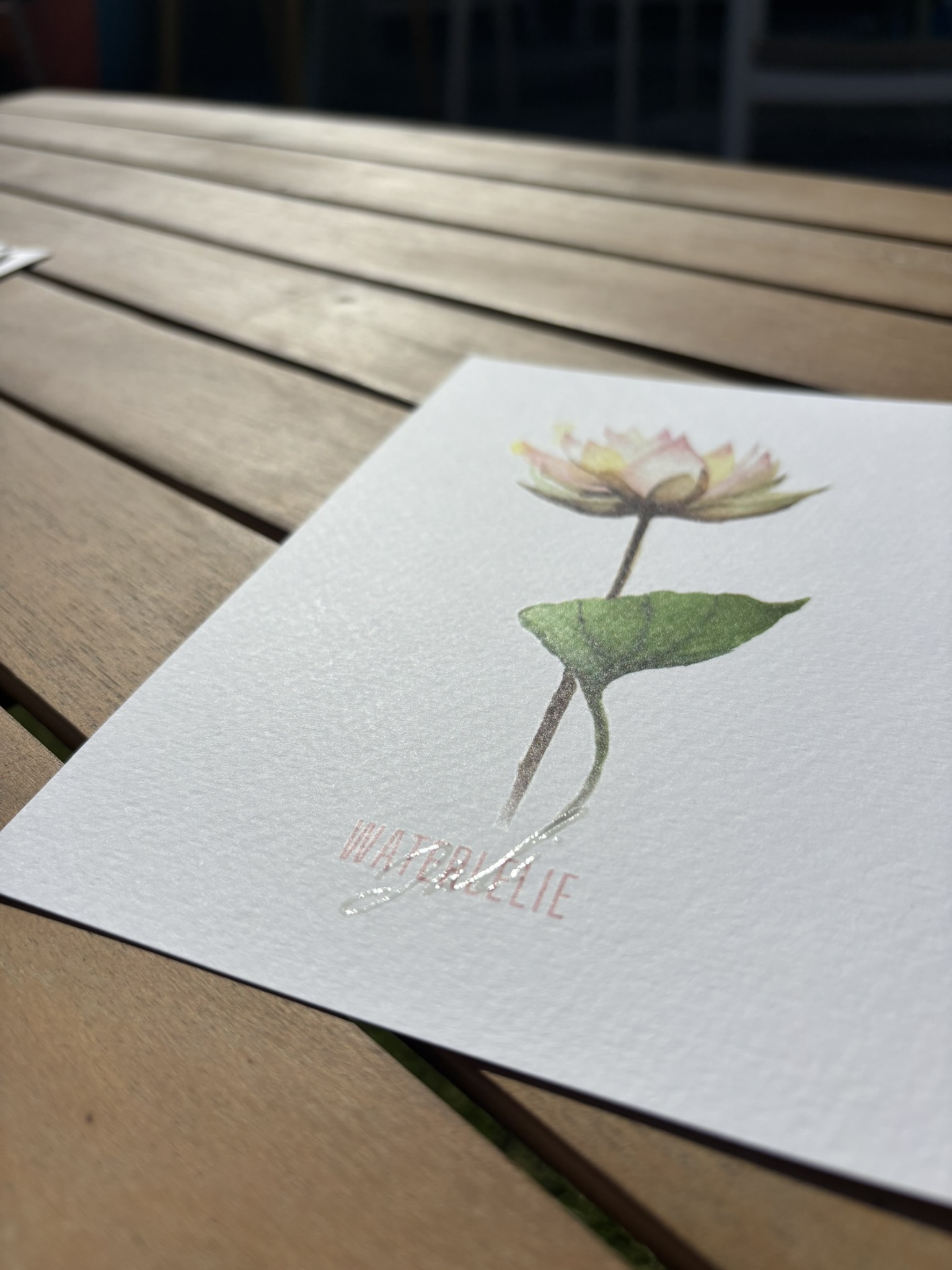 Waterlelie - Juli - Afbeelding 2