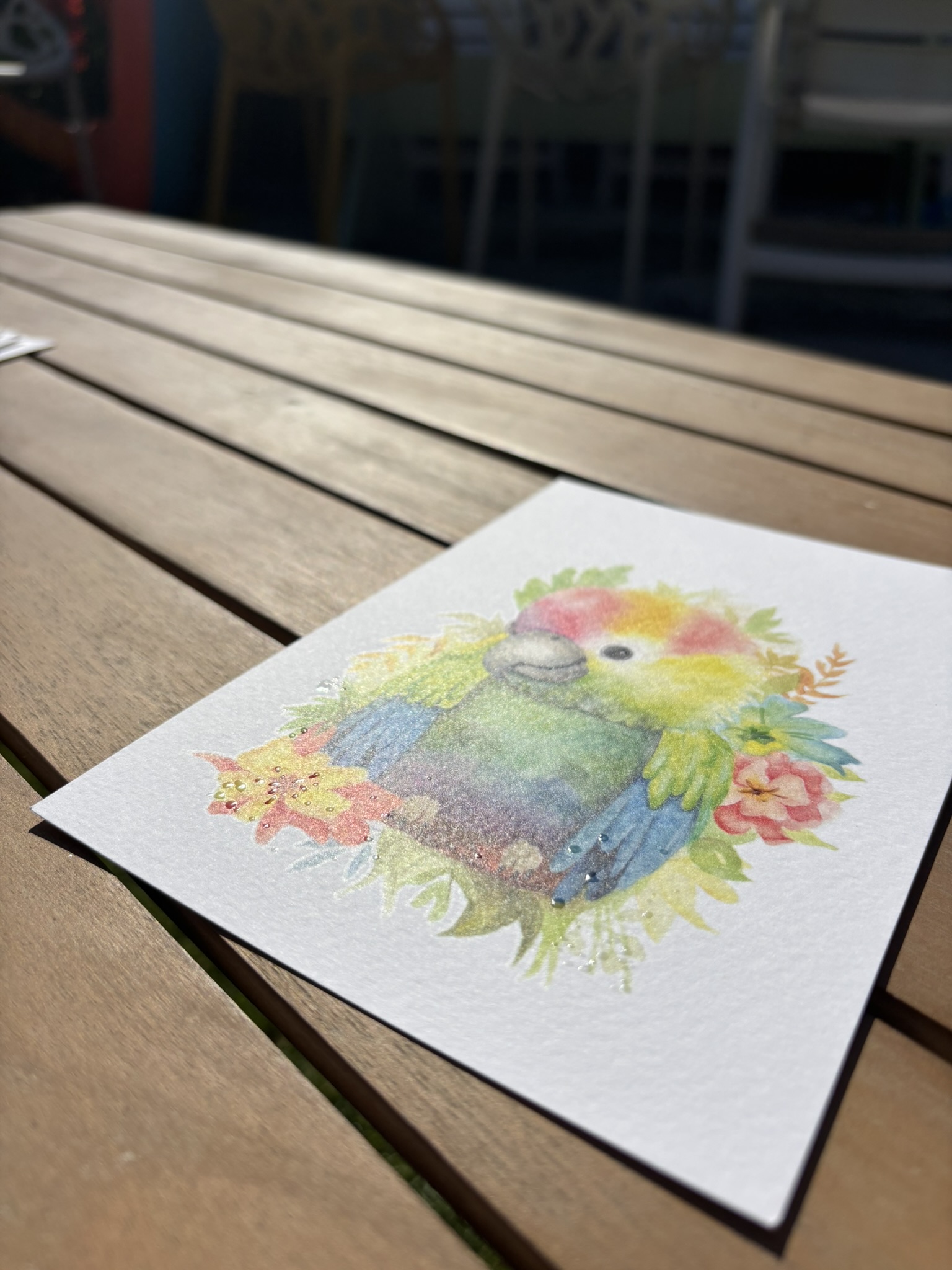 Regenboog papegaai - Afbeelding 2