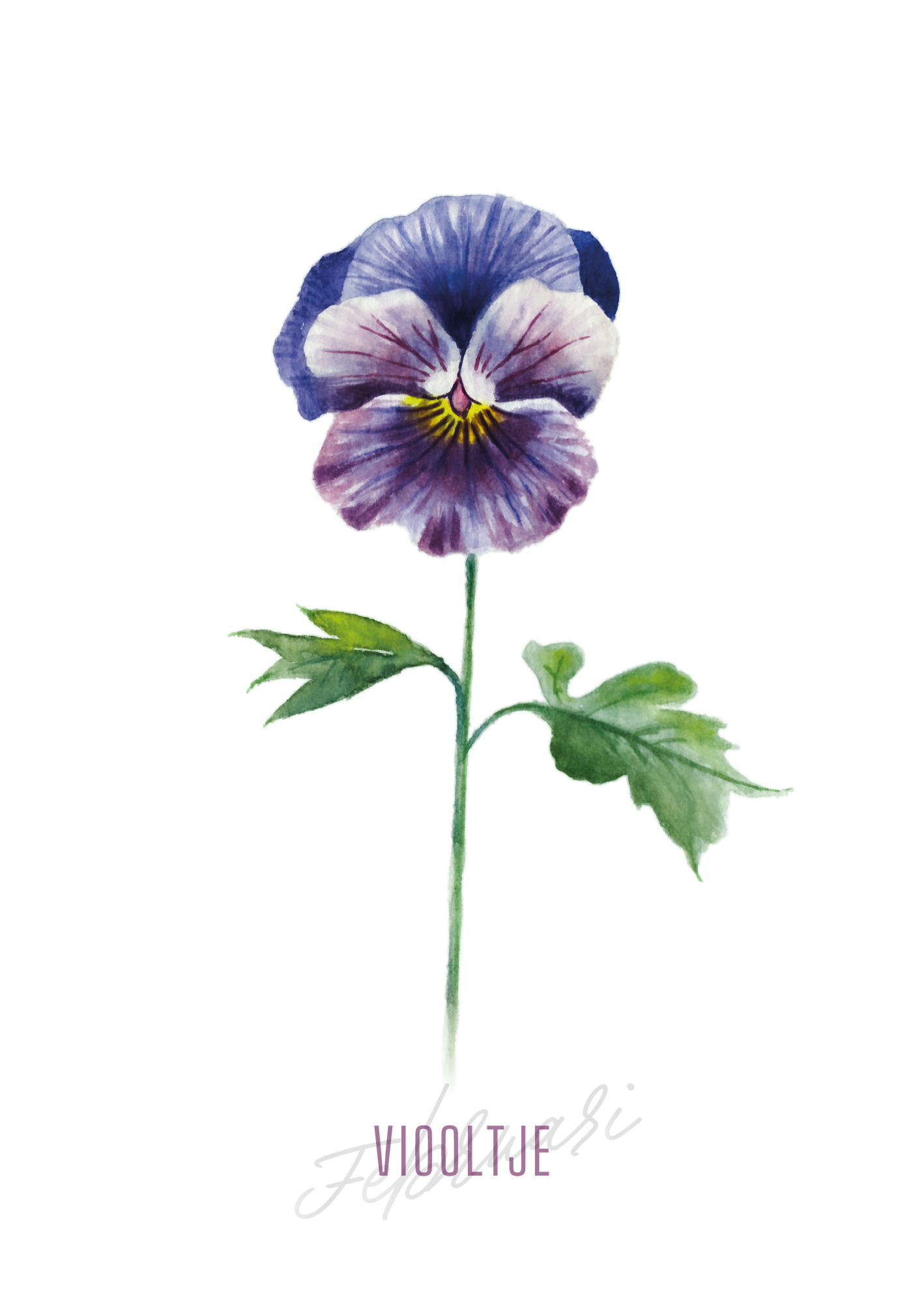 Viooltje - Februari