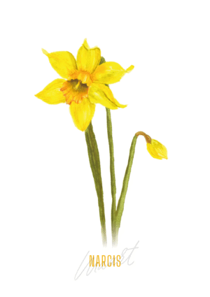 Narcis - Maart