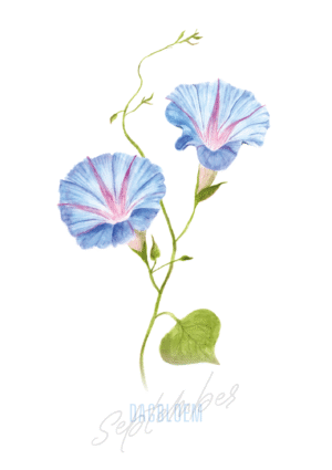 Dagbloem – September