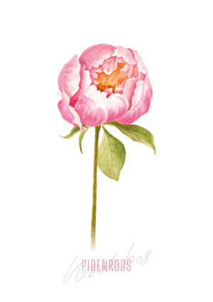 Pioenroos - November